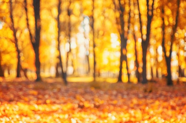 Autumn park blurred yellow leaves background Selective focus Nature