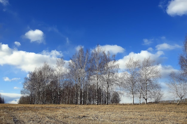 Parco autunnale nel paesaggio di sfondo della città, vista astratta autunnale