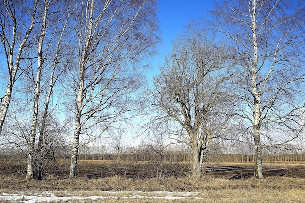 都市の背景の風景、抽象的な秋のビューの秋の公園