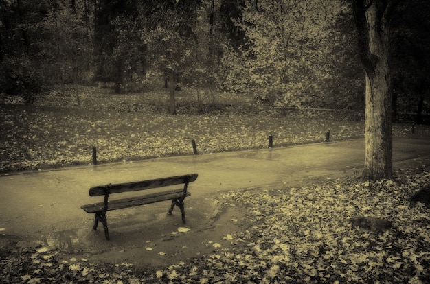 Parco d'autunno.composizione della natura.