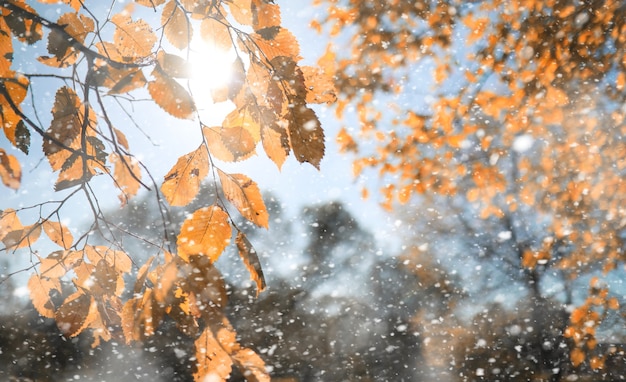 Parco d'autunno nei giorni della prima neve