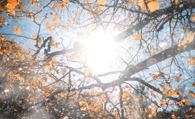 Foto parco d'autunno nei giorni della prima neve