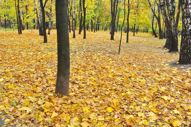 Осенний парк в опавших листьях