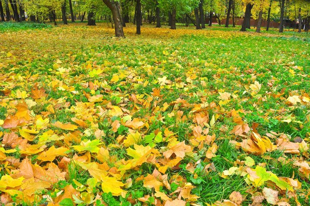 Parco d'autunno in foglie cadute