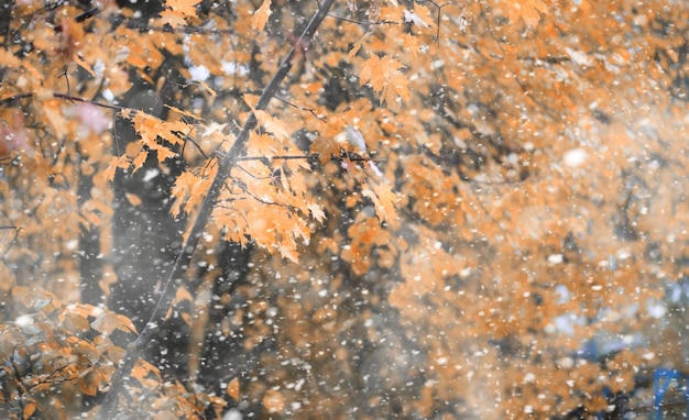 最初の雪の中の秋の公園