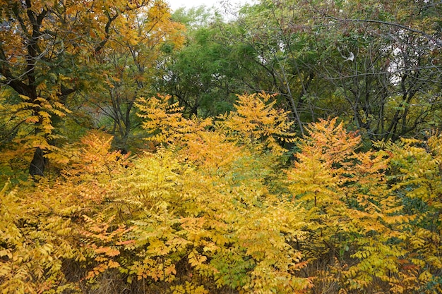 Autumn Park Gele herfstbladeren aan de bomen