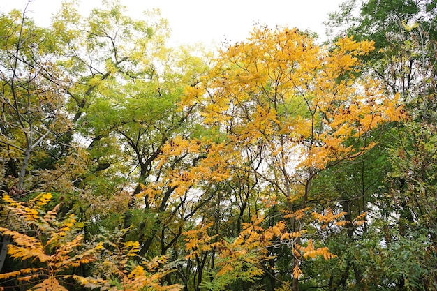 Autumn Park Gele herfstbladeren aan de bomen