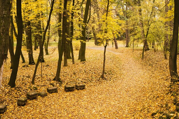 公園の秋 道路のある風景 10月の黄紅葉