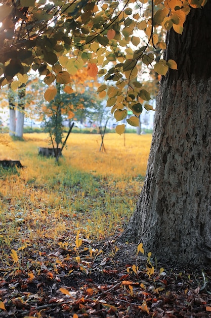 Осенний парк лист солнце