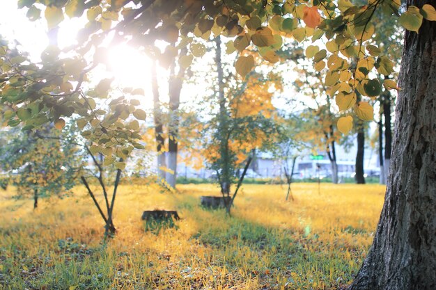 秋の公園の葉の太陽