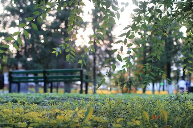 秋の公園の葉の太陽