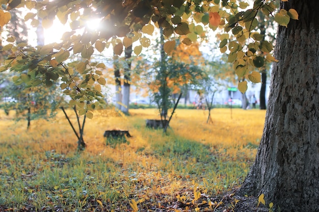 秋の公園の葉の太陽