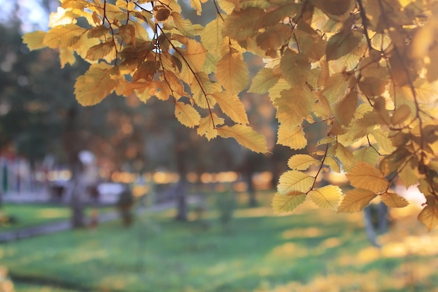 秋の公園の葉の太陽