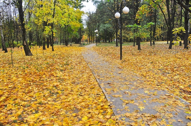 Autumn park op het moment van ontbladering