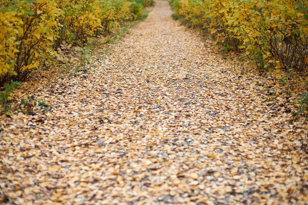 Осенняя парковая аллея. Красивая лесная аллея с опавшими листьями. Спокойная погода. Время смены сезона. Нет людей.