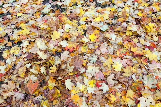 Осень в парке, деревья и листва осенью, локация - парк,