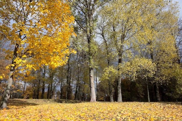 Autumn in the park, trees and foliage in the autumn, the location - a park,