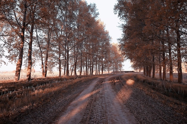 осень в парке, вид на городской сезонный пейзаж, желтые деревья