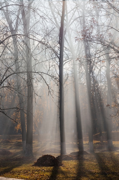 Autumn park where leaves are burned. Hydrocarbon pollution