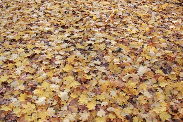 Autumn park with beautiful and yellow leaves