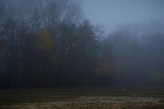 Photo autumn park with a dog taken in nuernberg