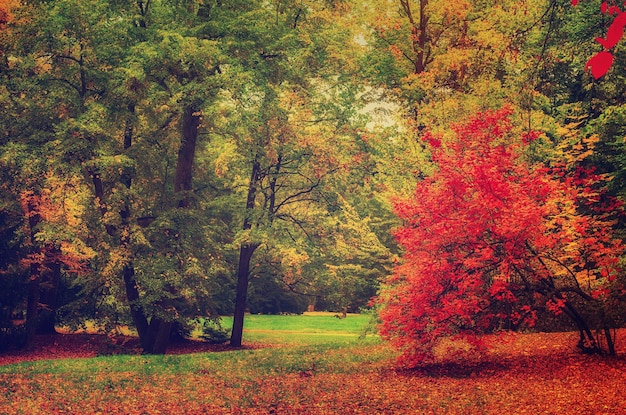 Autumn park with fall trees and meadow natural seasonal hipster background