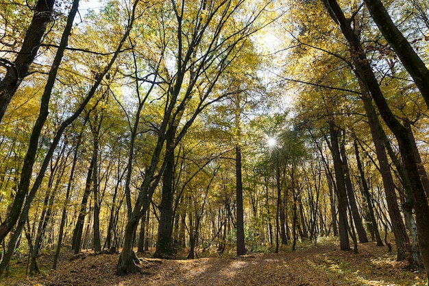 Осенний парк с опавшими листьями в солнечную погоду