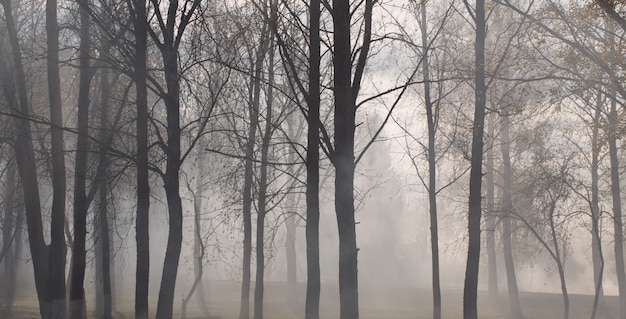 Autumn park with mystery fog
