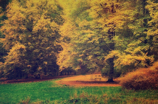 Autumn park with orange trees and meadow , natural seasonal hipster background