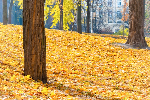 木々とオレンジ色の落ち葉のある秋の公園