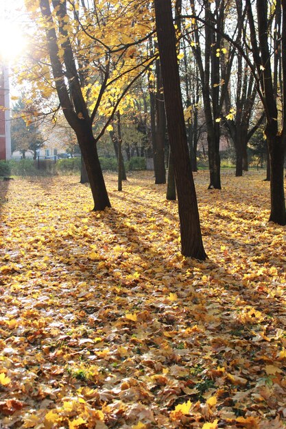 나무와 노란 잎이 있는 가을 공원