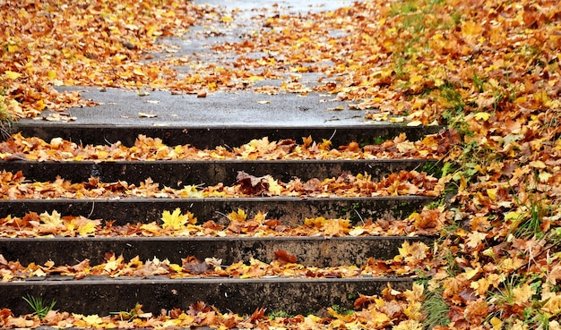 Autumn in the Park with wet stone stairs