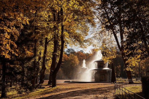 Autumn park with yellow trees and pair of stonebased fountains in contrast daylight Petergof Russia