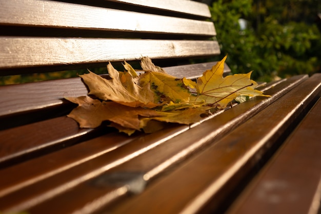 秋の公園葉の背景と公園の木製ベンチ秋の時間