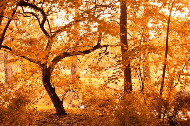 Autumn in the park