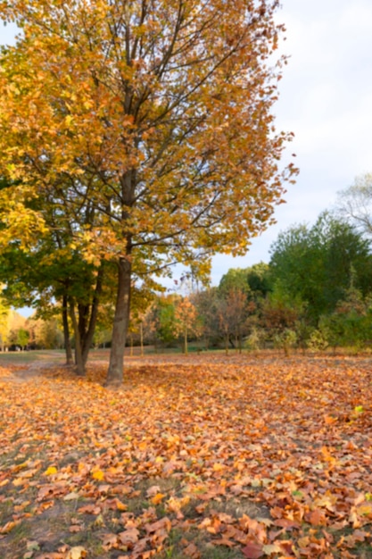 Autumn in the park