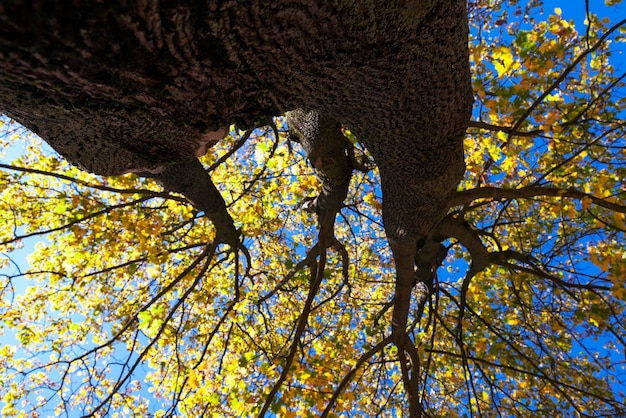 公園の秋