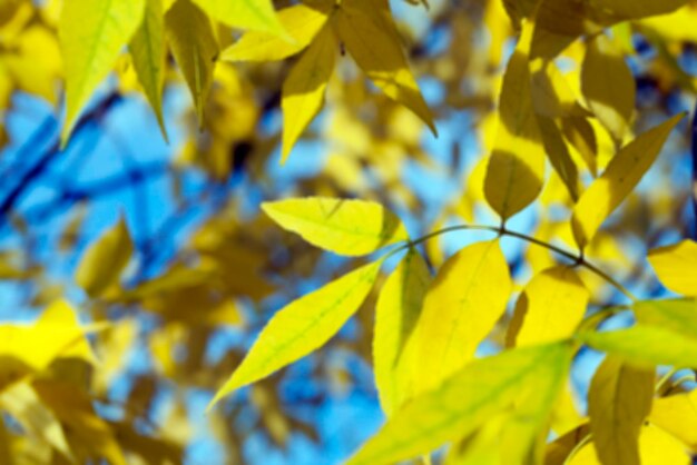 Autunno nel parco