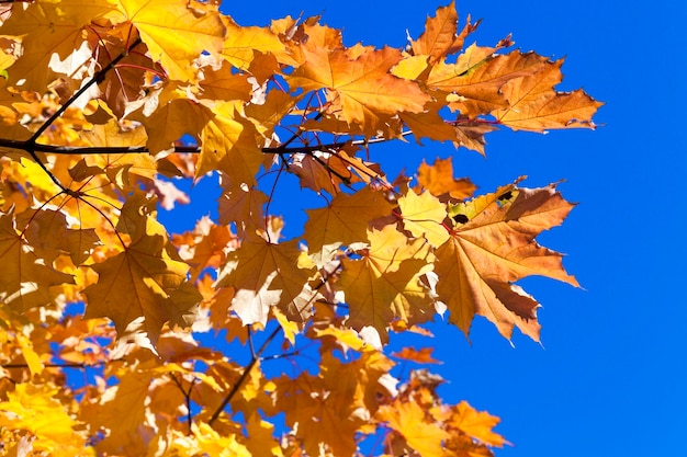 Autunno nel parco