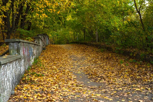 Autumn path. Road through the park