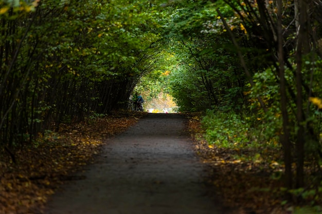 Autumn path. Road through the park