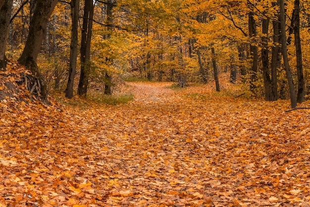 Autumn path in the woods covered with golden leaves