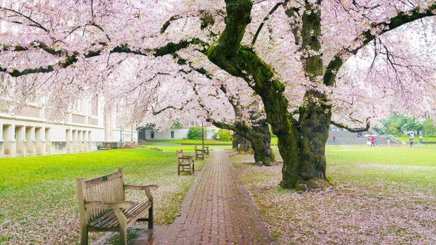 秋の歩行者通りの桜の木の風景