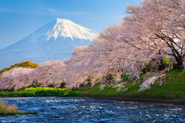 秋の歩行者通りの桜の木の風景