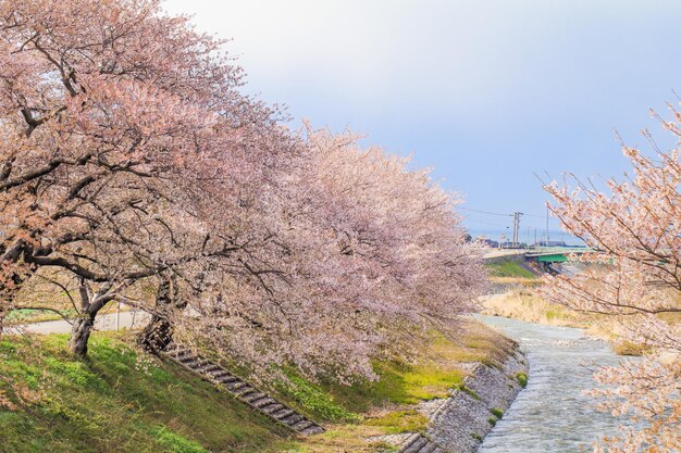 秋の歩行者通りの桜の木の風景