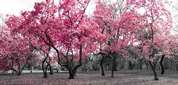 秋の歩行者通りの桜の木の風景