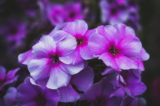 Photo autumn phlox pattern.  phlox flower plants in the garden.