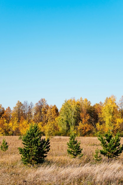 Autumn picturesque Sunny landscape. Field with dry grass, green Christmas trees, yellow trees against the blue sky