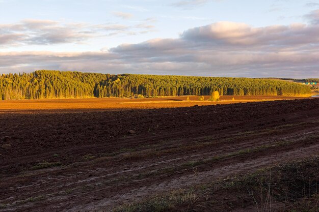 Foto un campo arato in autunno con alberi dai fogli colorati