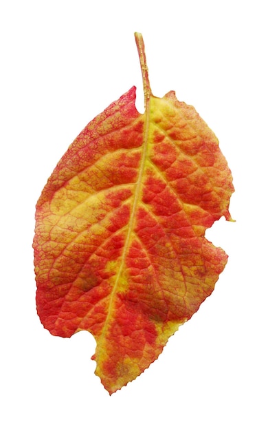 흰색 배경에 고립 된 매화의 가을 매화 잎